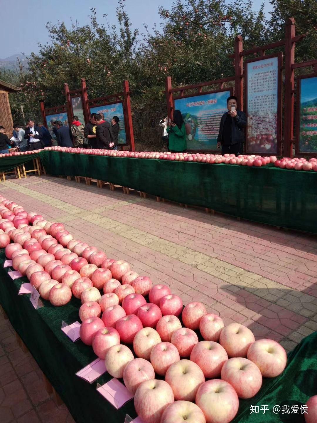 批发苹果卖挣钱吗知乎是真的吗 批发苹果卖挣钱吗知乎是真的吗