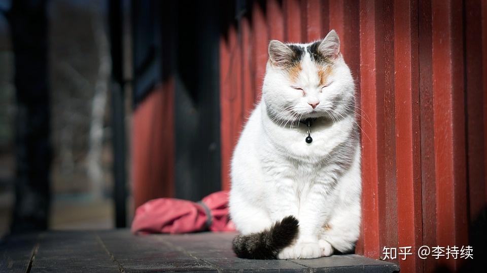 李持续:冥想打坐入门训练手册 1.0