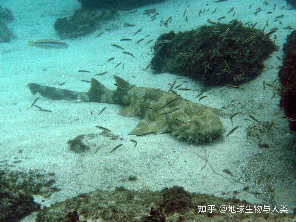 【鱼类全系列】须鲛目—须鲨科 - 知乎