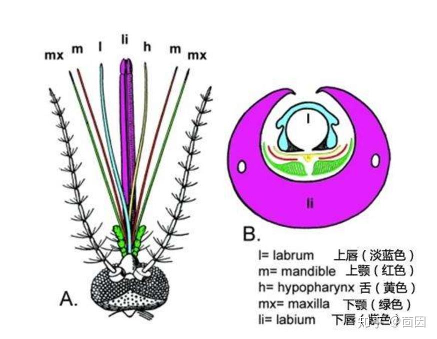 浪漫的蚊子是这样吸血的