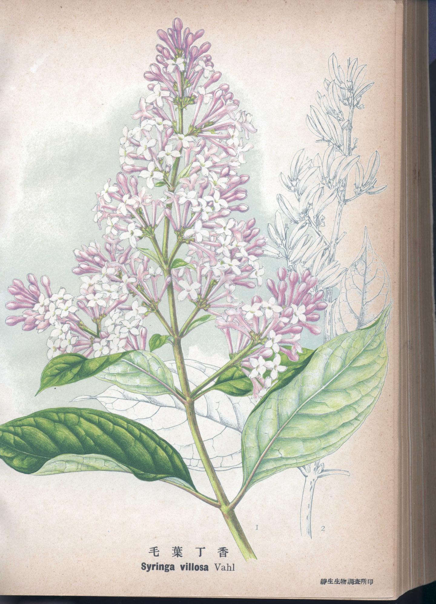 植物科学绘画之花序的绘画方法 知乎 植物科学绘画之花序的绘画方法 知乎