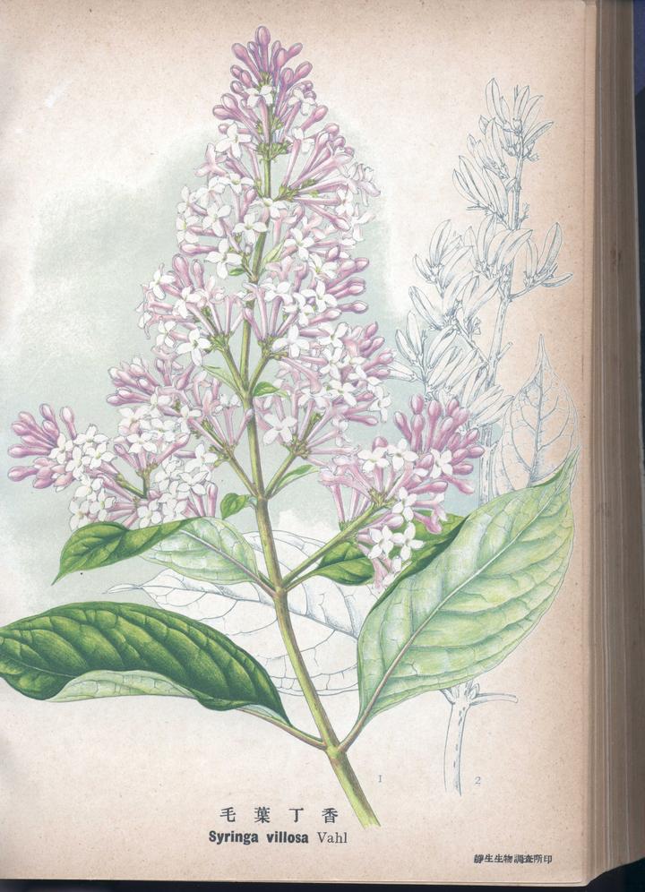 植物科学绘画之花序的绘画方法 知乎 植物科学绘画之花序的绘画方法 知乎
