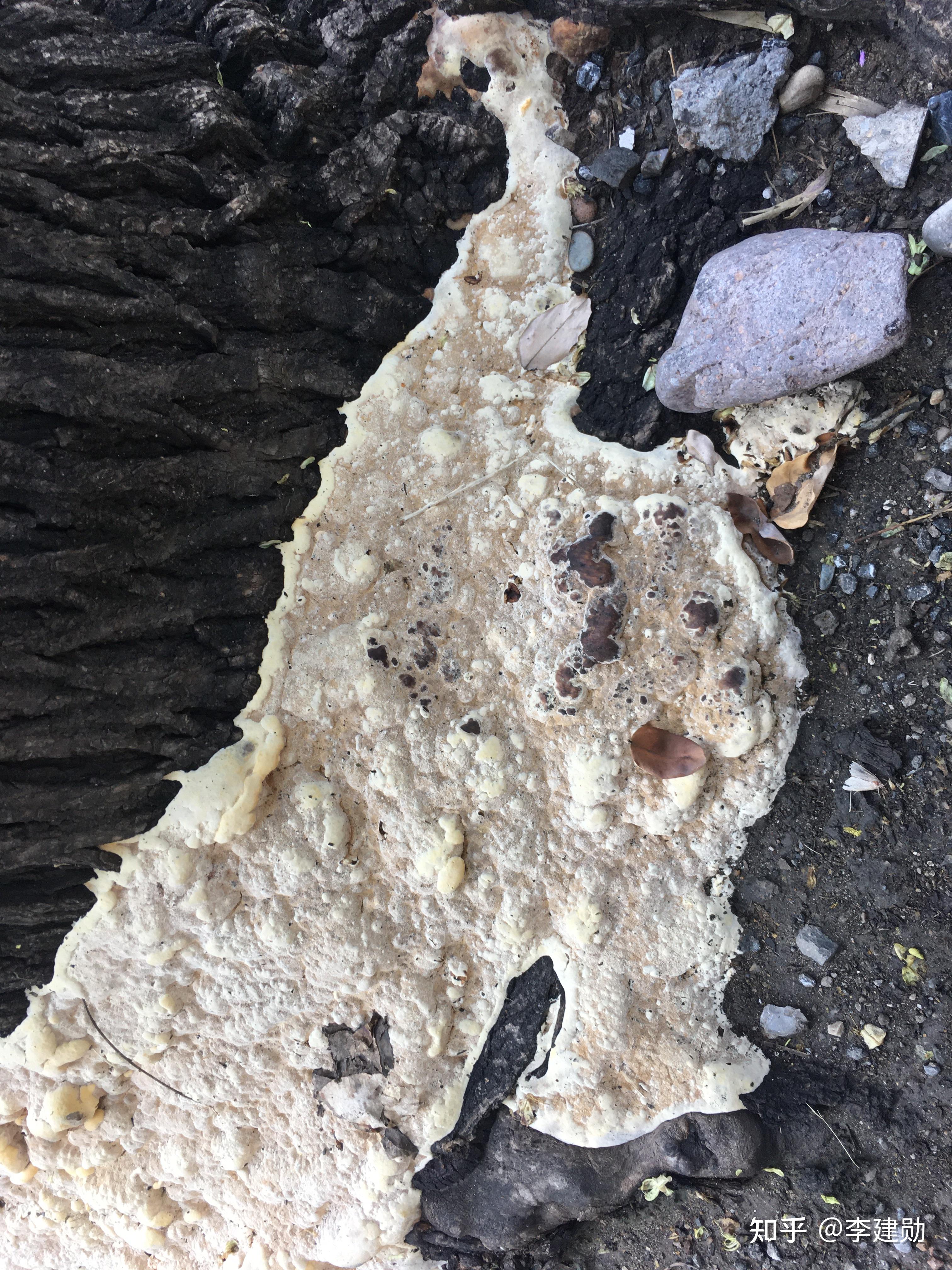 槐树上长的苔藓还是一种什么菌? - 知乎