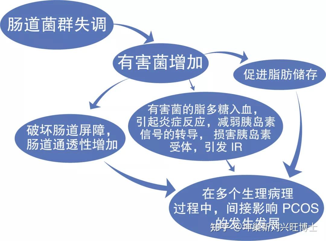 近年来,愈来愈多的研究证实,肠道微生态失调与多囊卵巢综合征发病密切