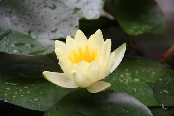 俊辉 睡莲品种 白仙子 海尔芙拉 知乎