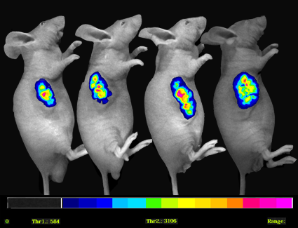 图3 活体荧光成像动态检测nci-h460-gfp细胞在裸小鼠体内的表达fig.
