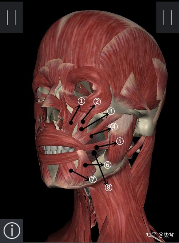 为了方便描述,我给相关肌肉标上了数字序号.