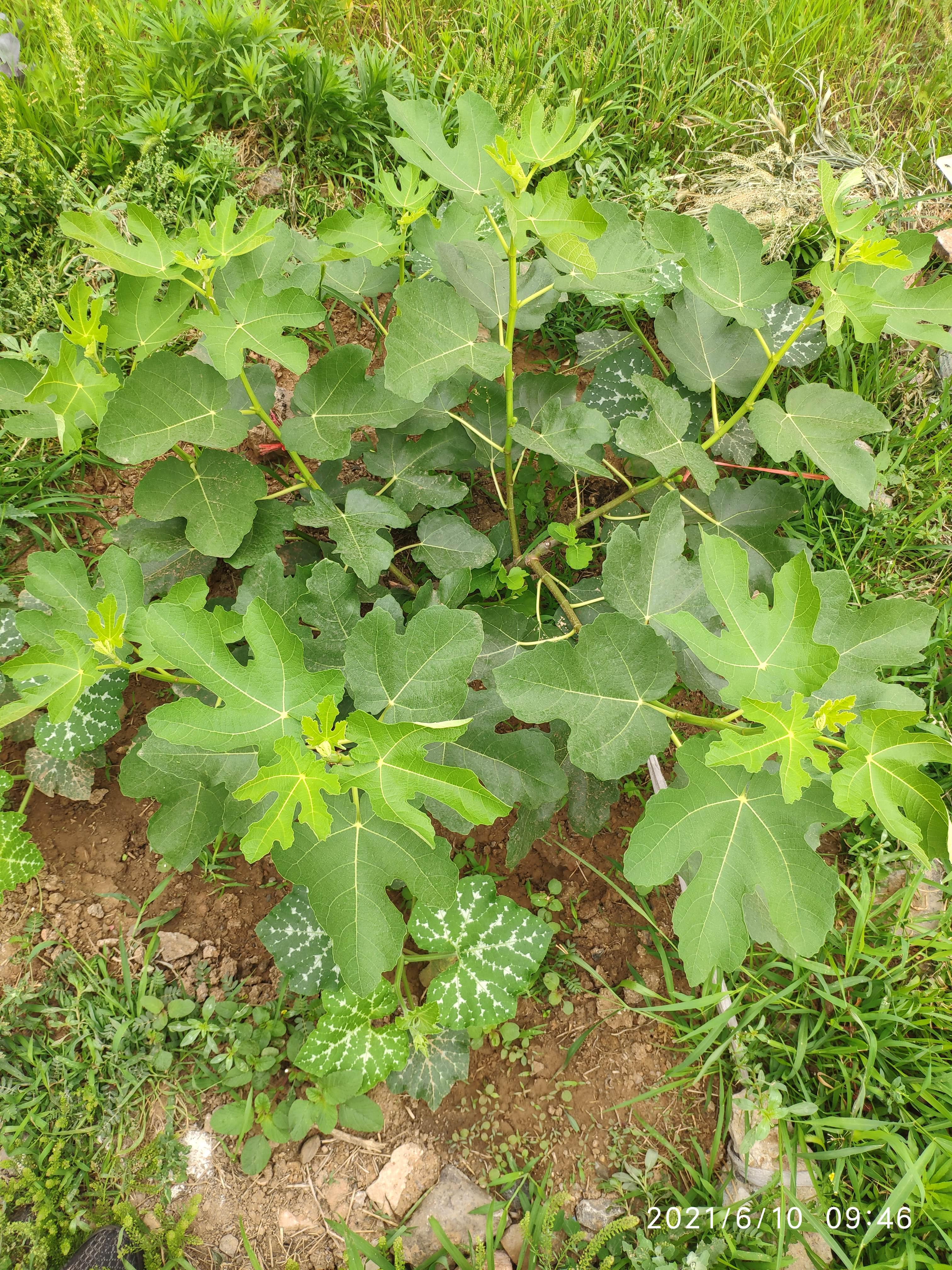 波姬红无花果旺长不结果的处理 - 知乎