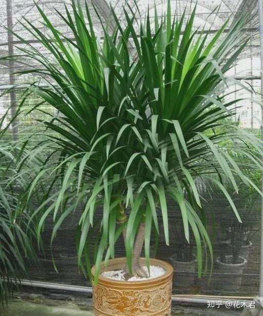 国家Ⅱ级珍稀濒危物种我国龙血树的起源来历和种类辨识