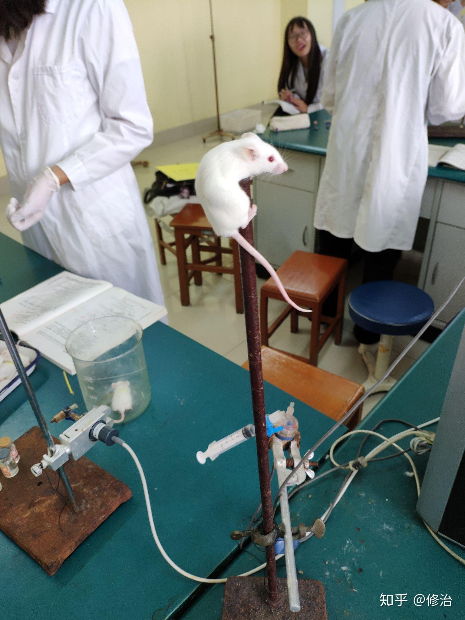 医学生们在做实验时有想过偷一只小白鼠回去养吗