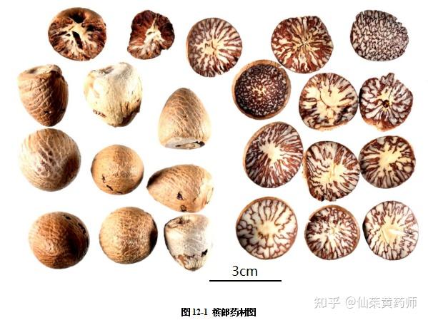 槟榔粉末显微彩色图谱 - 知乎