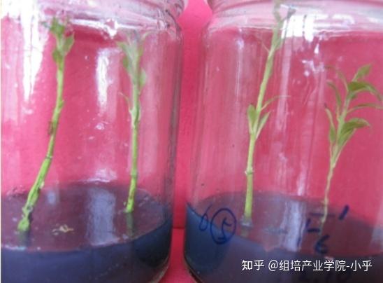 组培大讲堂之植物离体繁殖