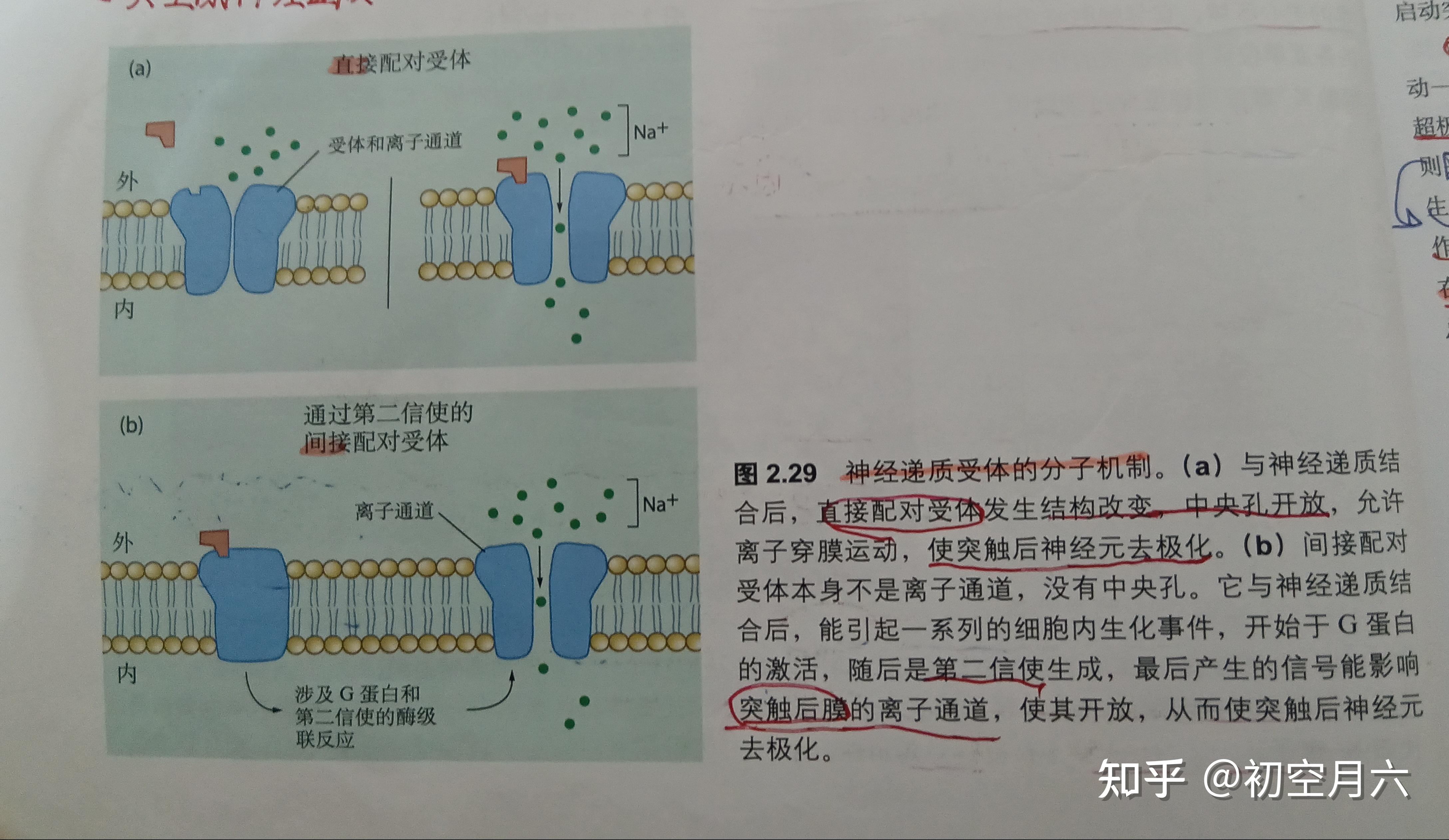 《认知神经科学》笔记//神经信号(第二章 细胞机制与认知) - 知乎