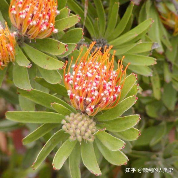 植物界全系列山龙眼目山龙眼科中木百合