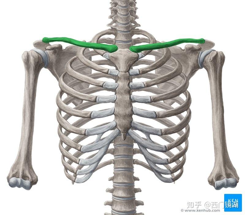 肩胛骨位置图片 锁骨图片