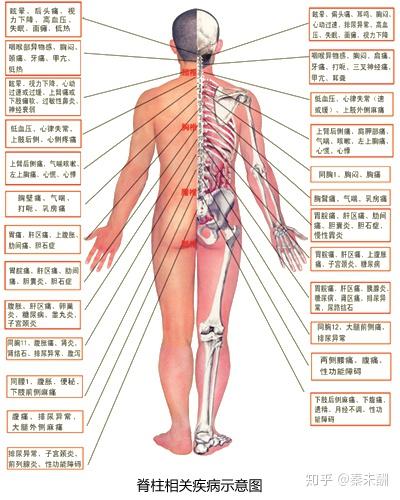 人体脊柱各个节段分别对应人体的那些器官与功能?