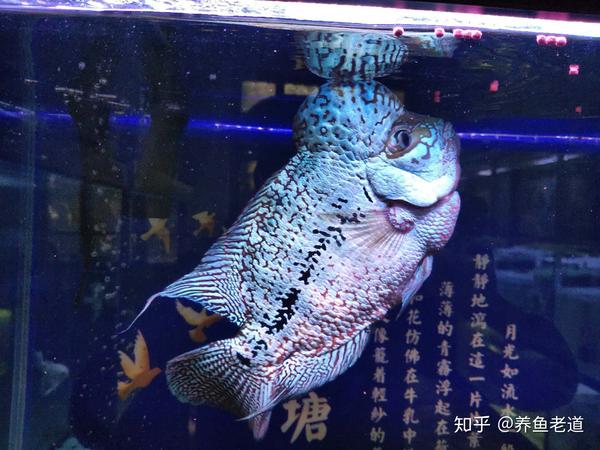 南美短鲷草缸能养么_60缸能养多少条短鲷_短鲷缸水流