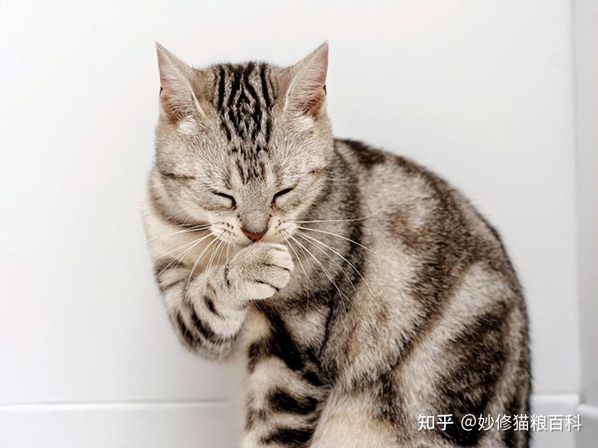 猫咪舔这5个部位,其实暗示了这些事,很多人不清楚 - 知乎
