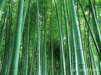 竹子都是空心的？没见过实心的吧！其实实心竹并不少，用处很常见 - 知乎