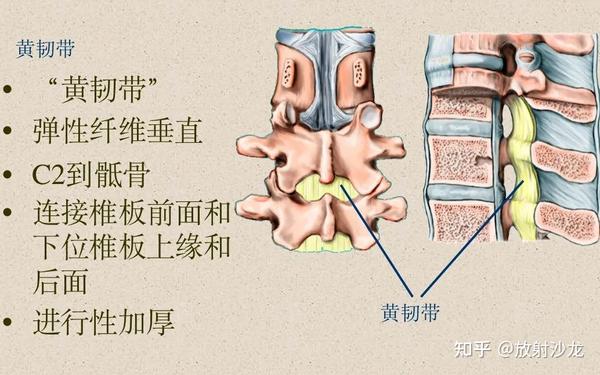 脊柱超详细图文解剖 - 知乎