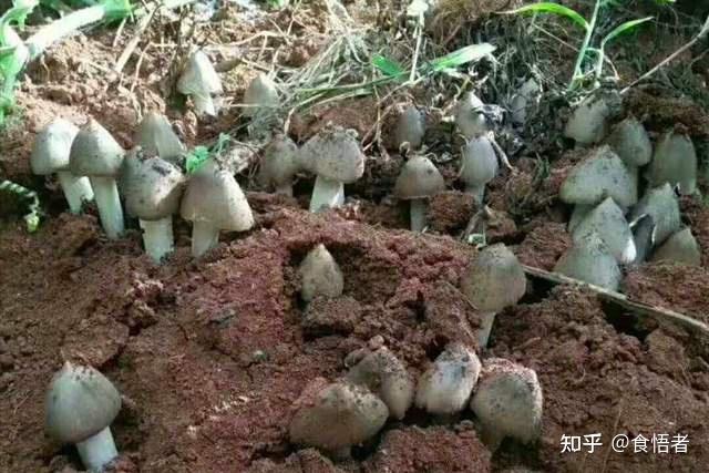 云南饮食文化——鸡枞菌的15种吃法 - 知乎
