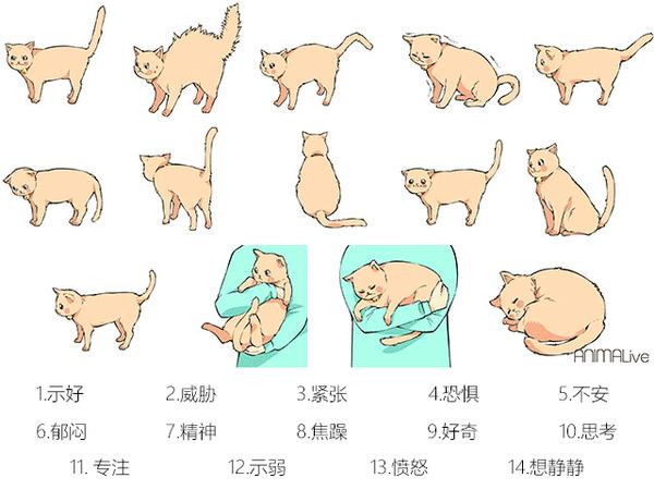弯、卷、竖、摇,你知道猫咪尾巴的动作都有哪些含义吗? - 知乎