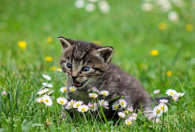 男友送我花 隔天猫就死了 原来这些植物对猫狗有毒 科普中级 知乎