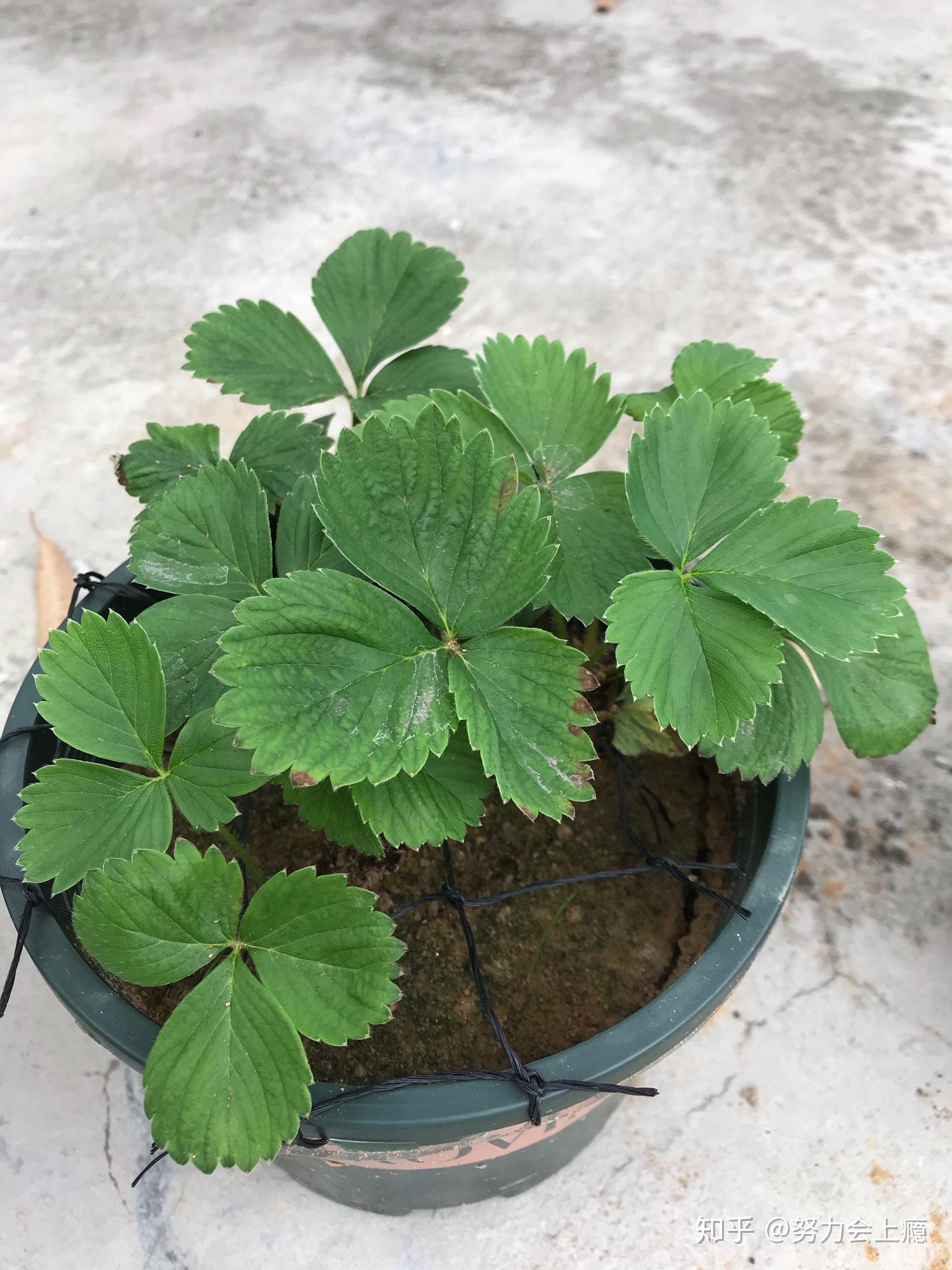 草莓施肥,小心火烧苗 - 知乎