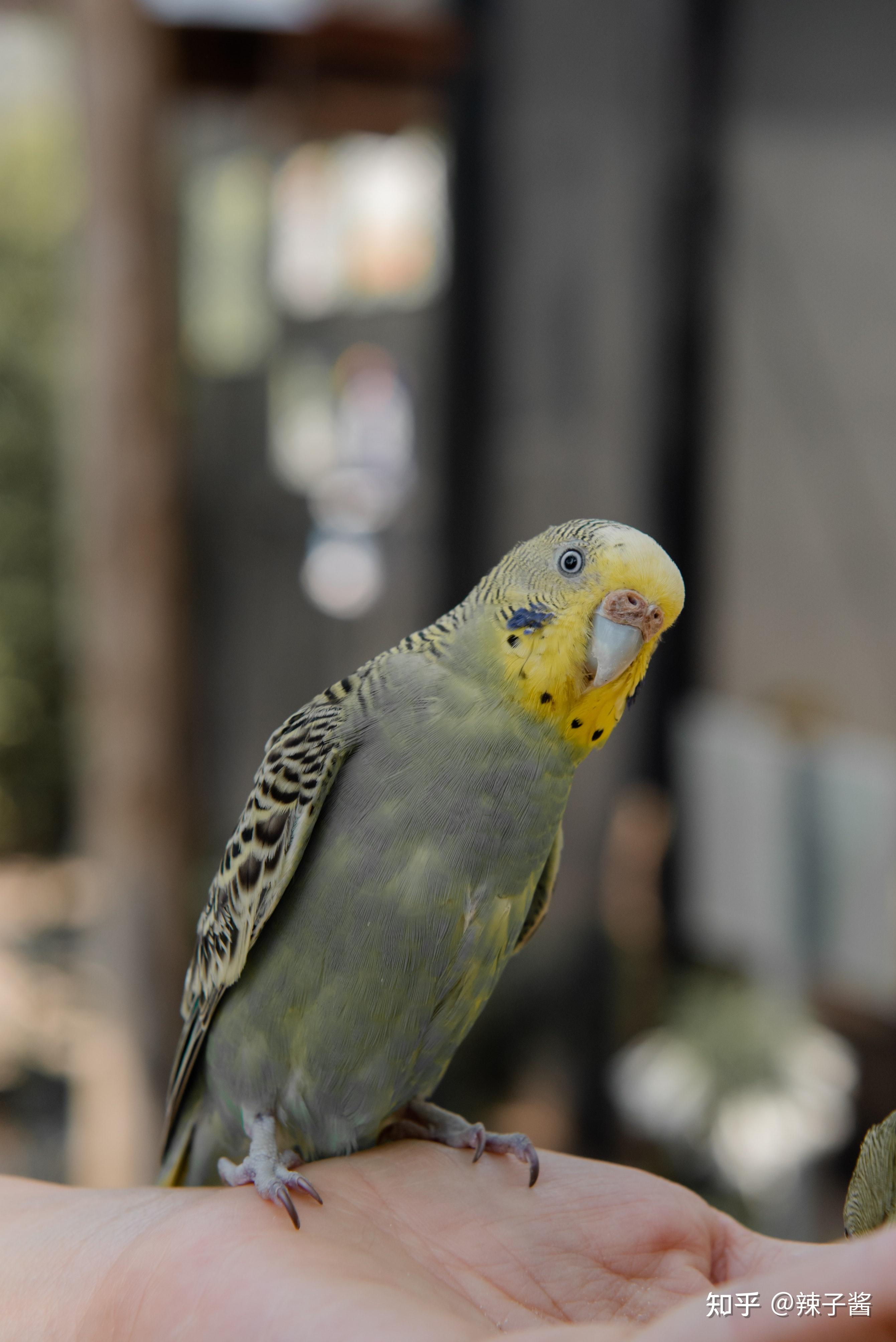 一分钟就能学会如何确定虎皮鹦鹉是公是母