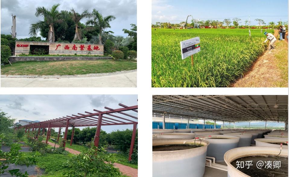 三亚南繁基地2020国庆节让孩子回归田园