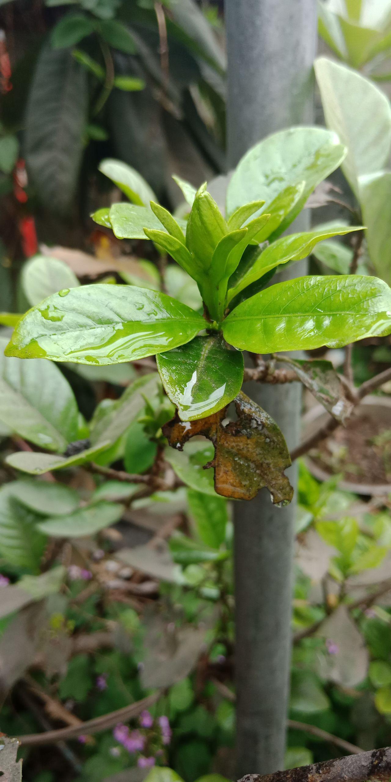 見,你的消息我走過四季,看過很多風景每個季節都有嫩芽懸與枝頭雨來時