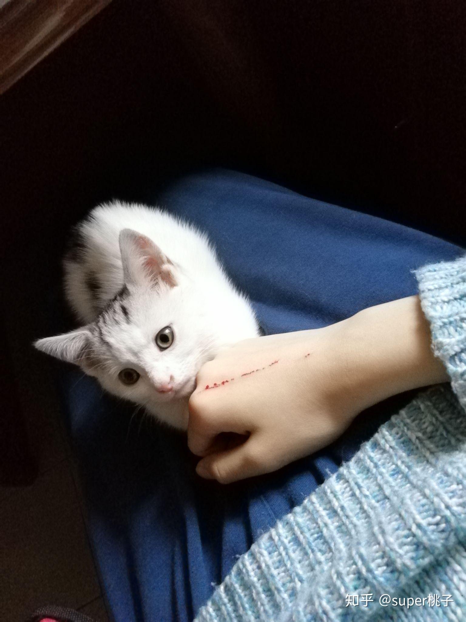 被猫抓出血怎么办