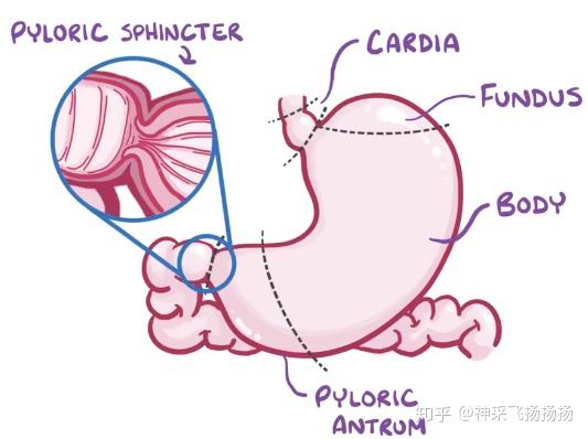 医学科普之消化性溃疡peptic Ulcer 知乎