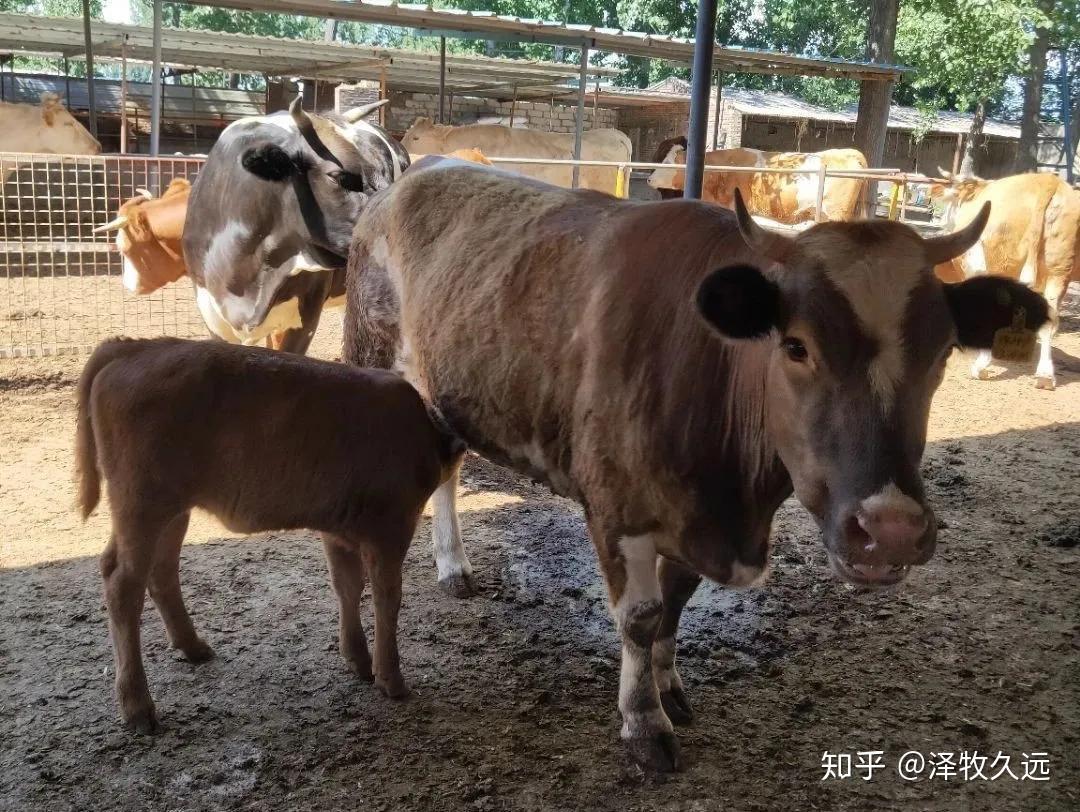 母牛发情的一般规律和异常表现丨养牛学堂 - 知乎