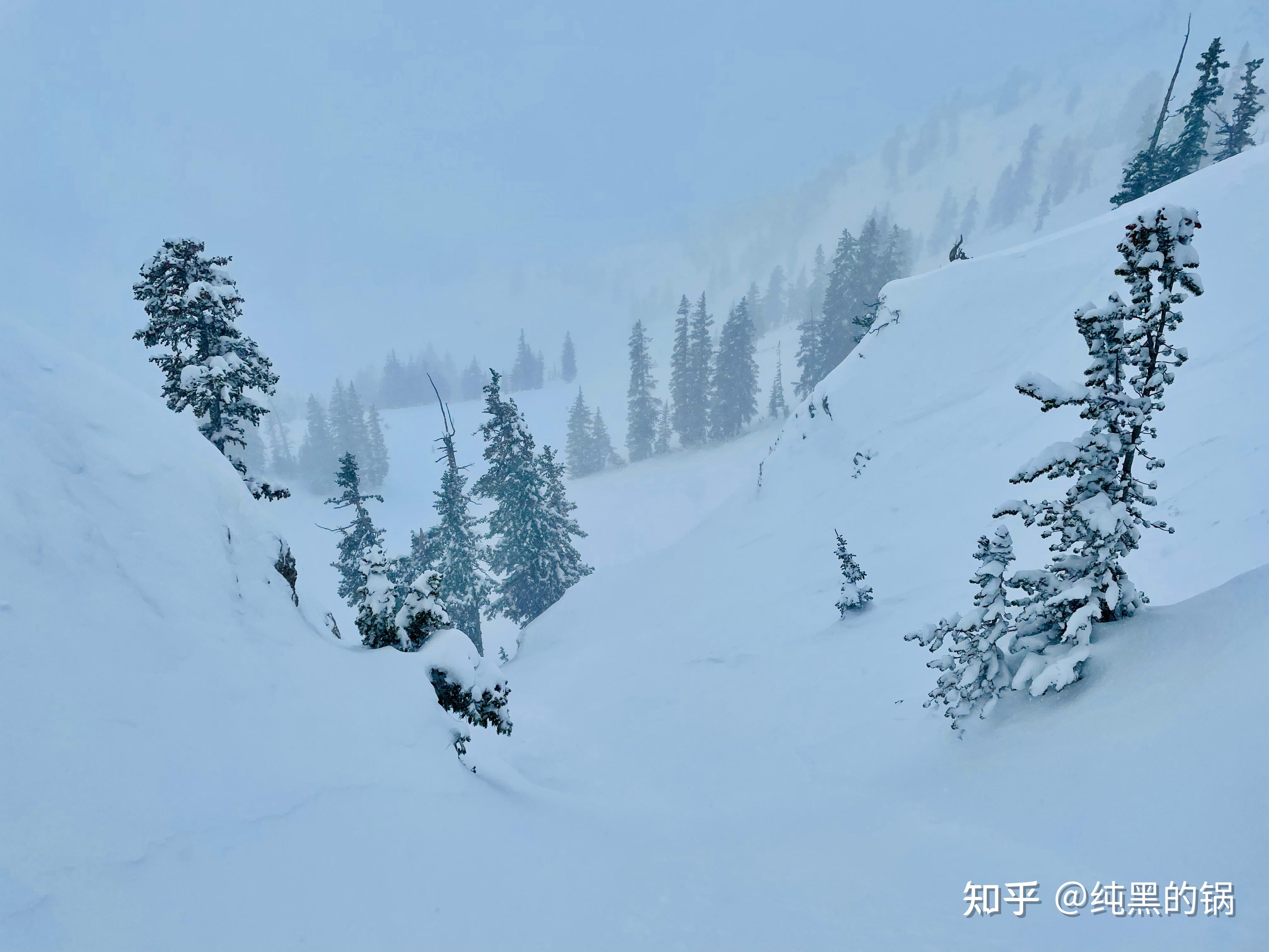  snowbird 