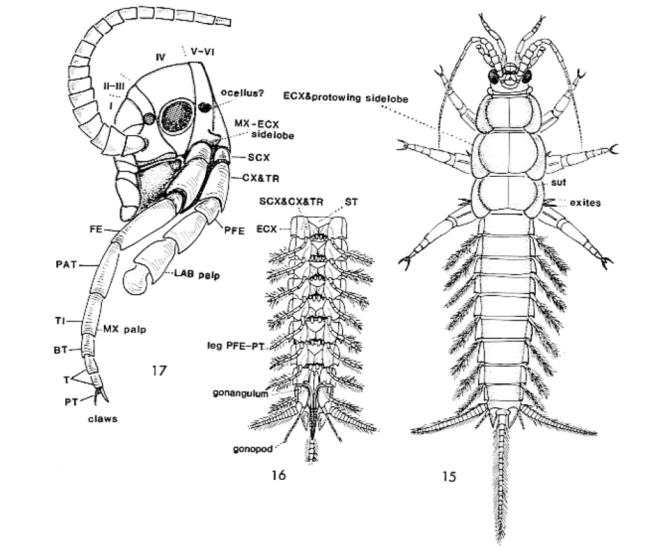 5厘米.图片来源自[1].晚石炭纪的单尾目昆虫dasyleptus化石.