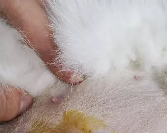 2个7个10个正常猫咪到底该有几个乳头异常情况都有哪些