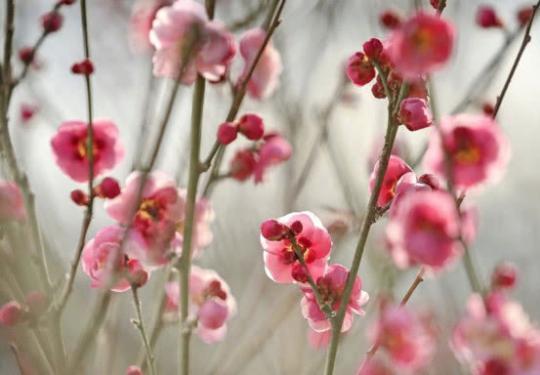 19年北京3月赏花攻略 知乎