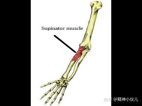 肘部与前臂主要肌群 - 知乎