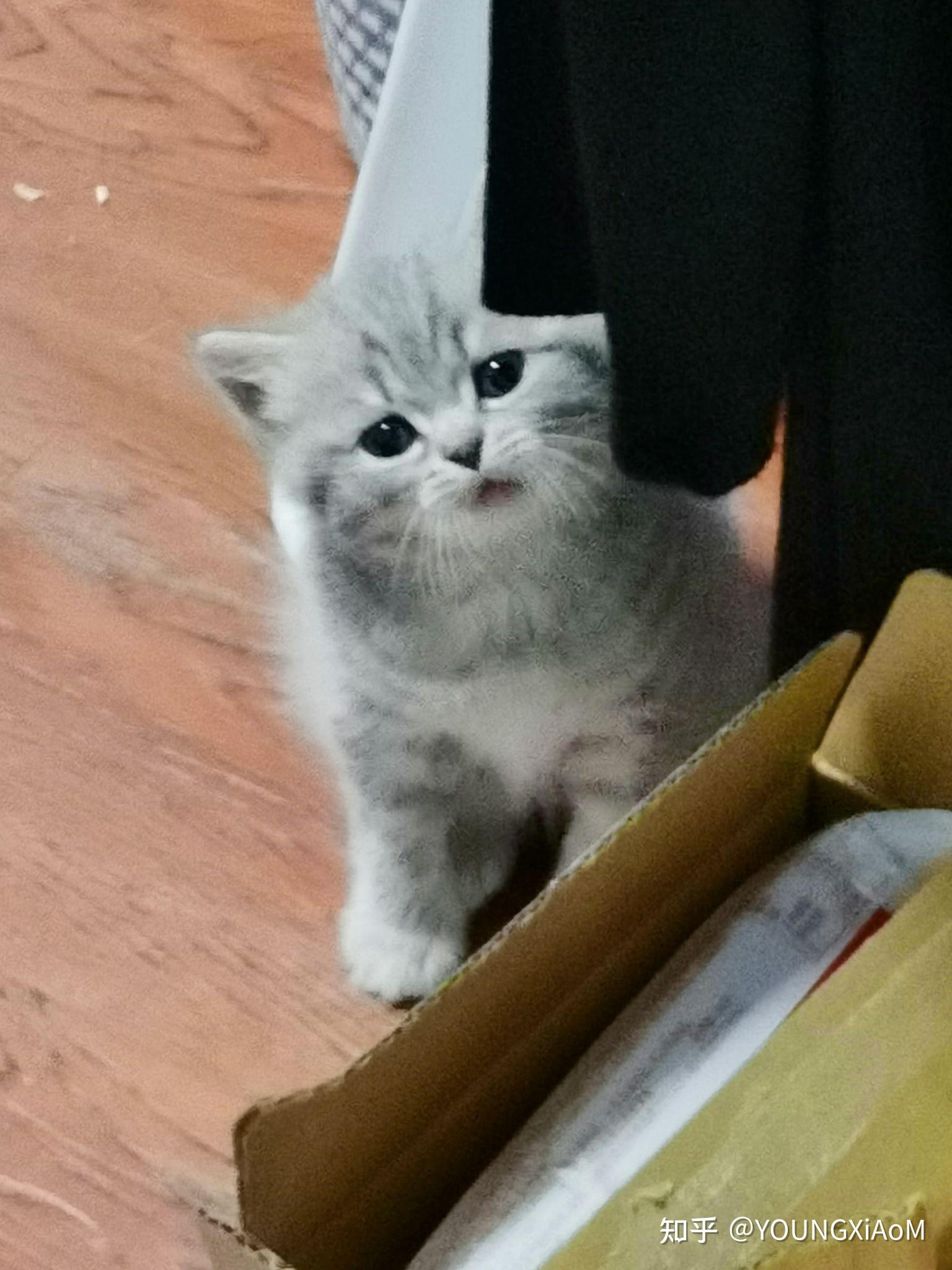 可可爱爱的端午色英短蓝虎斑宝宝