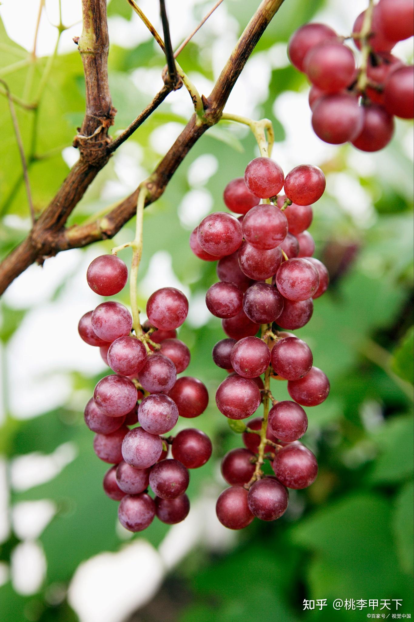 葡萄苗种类繁多.