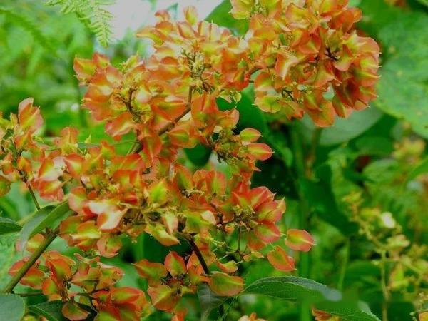 【植物界全系列】野芝麻亚科—野芝麻族(二):火把花 - 知乎