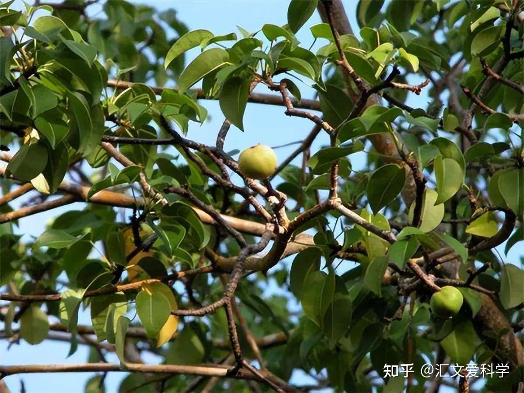 无法碰、砍、烧的树?毒番石榴树到底有何神秘之处? - 知乎