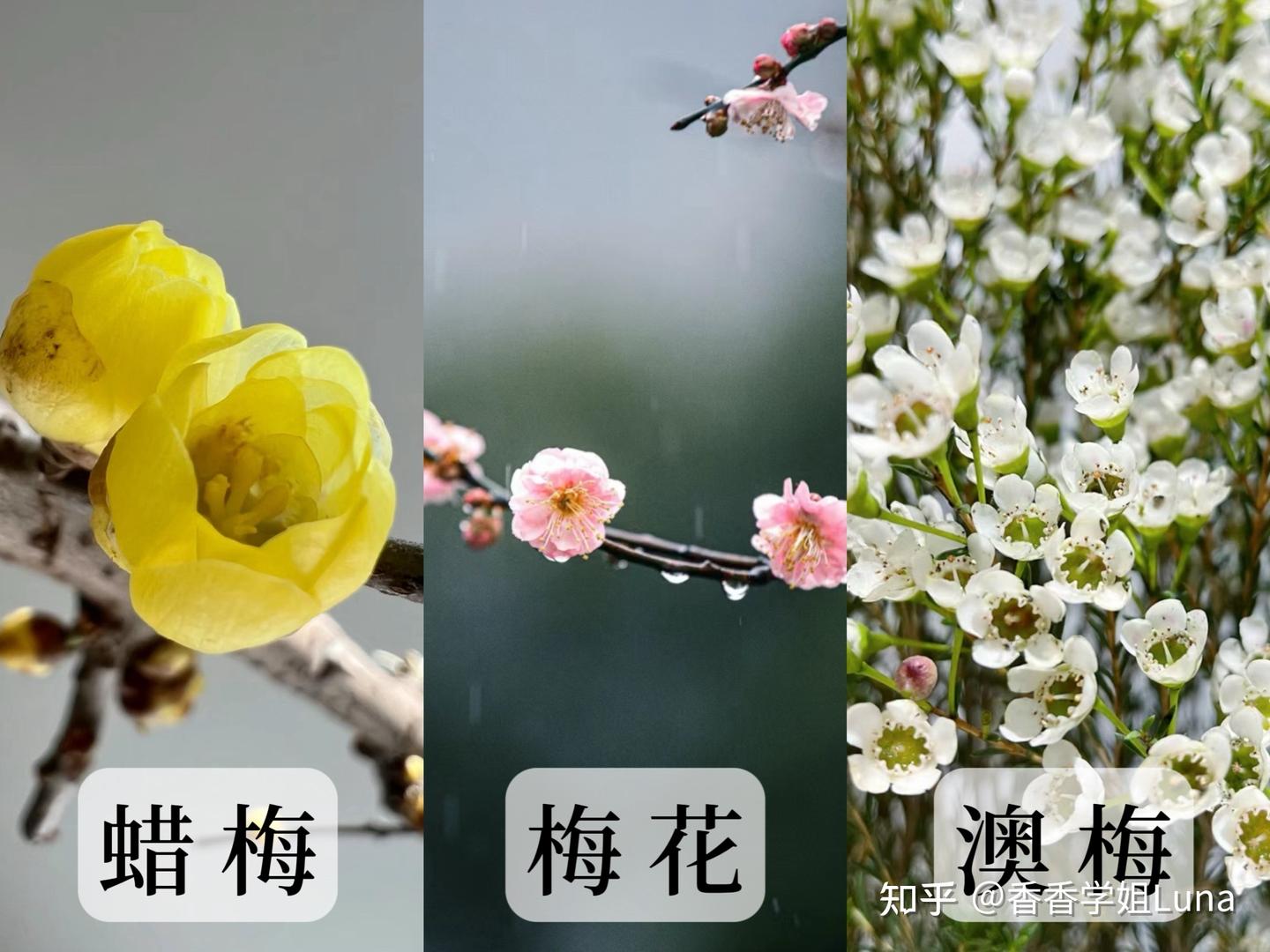 蜡梅香水合集|踏雪寻梅 属于冬日里的清冷感气息 - 知乎