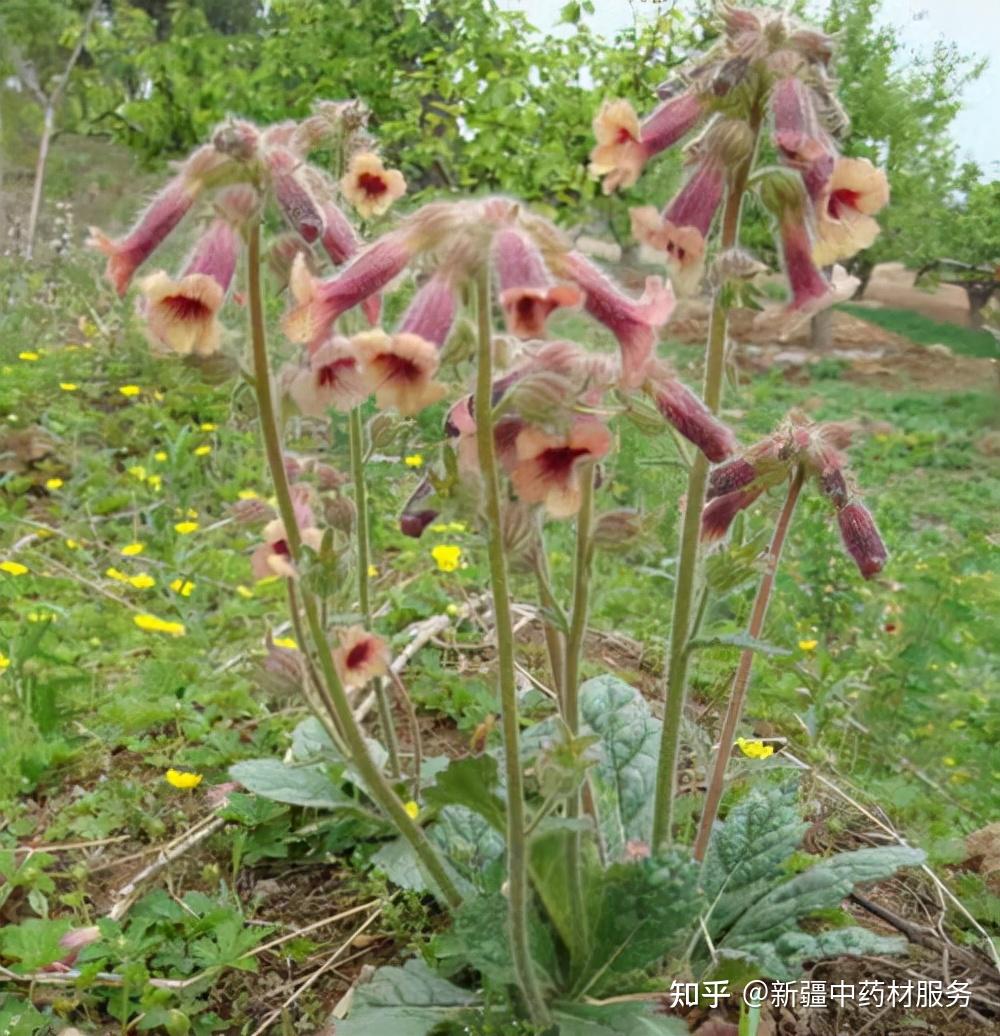 高鹏说药材地黄行情有望再创新高