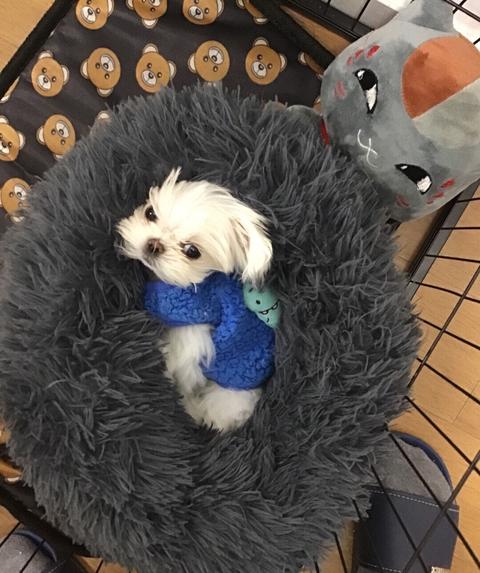 玛尔济斯犬 知乎