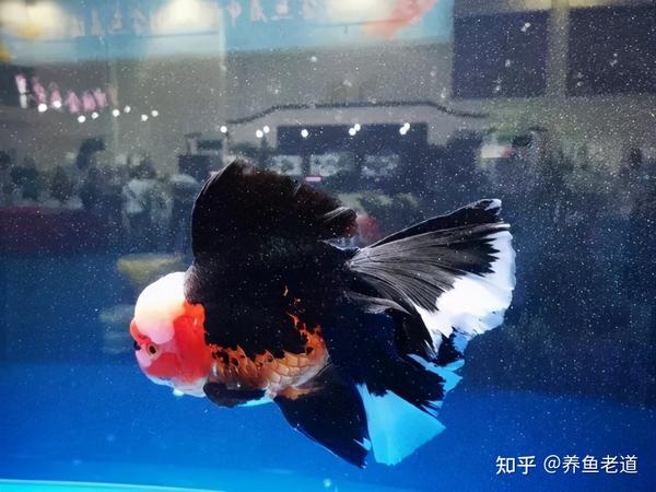 哪些金鱼适合低水位饲养 哪些适合高水位 看大小 身型就该明白 知乎