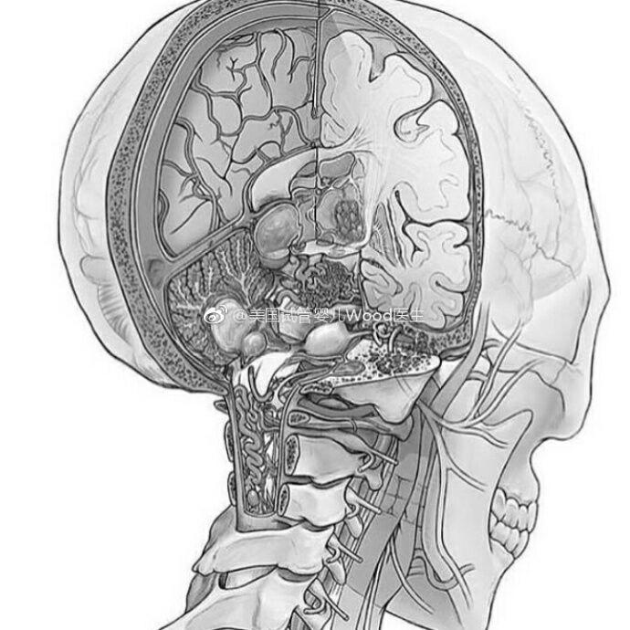 大脑半球 - 知乎