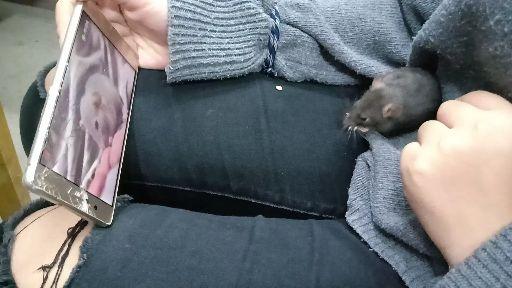 怎么养花枝鼠最好 v2-a591559575d8086f172353d40d02d825.jpg