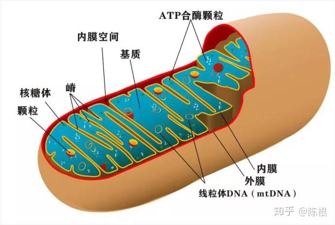 陈根：真菌和古菌，生命起源之争 - 知乎